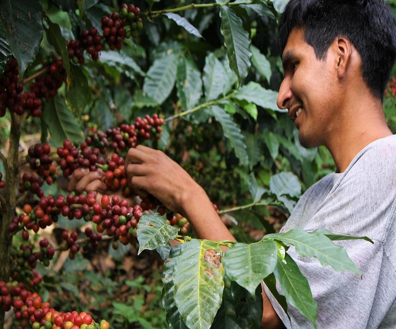 Coordinan acciones para mejorar el cultivo de café en el