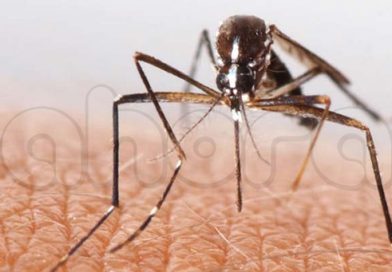 Mosquitos causarían una nueva pandemia según la OMS